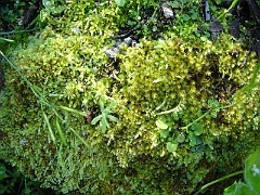 Plant division: Bryophyta